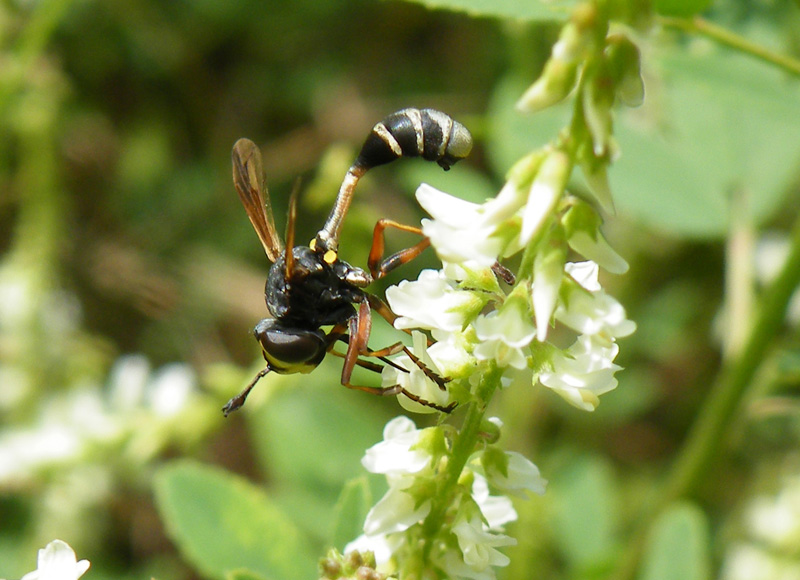 Physocephala rufipes ?